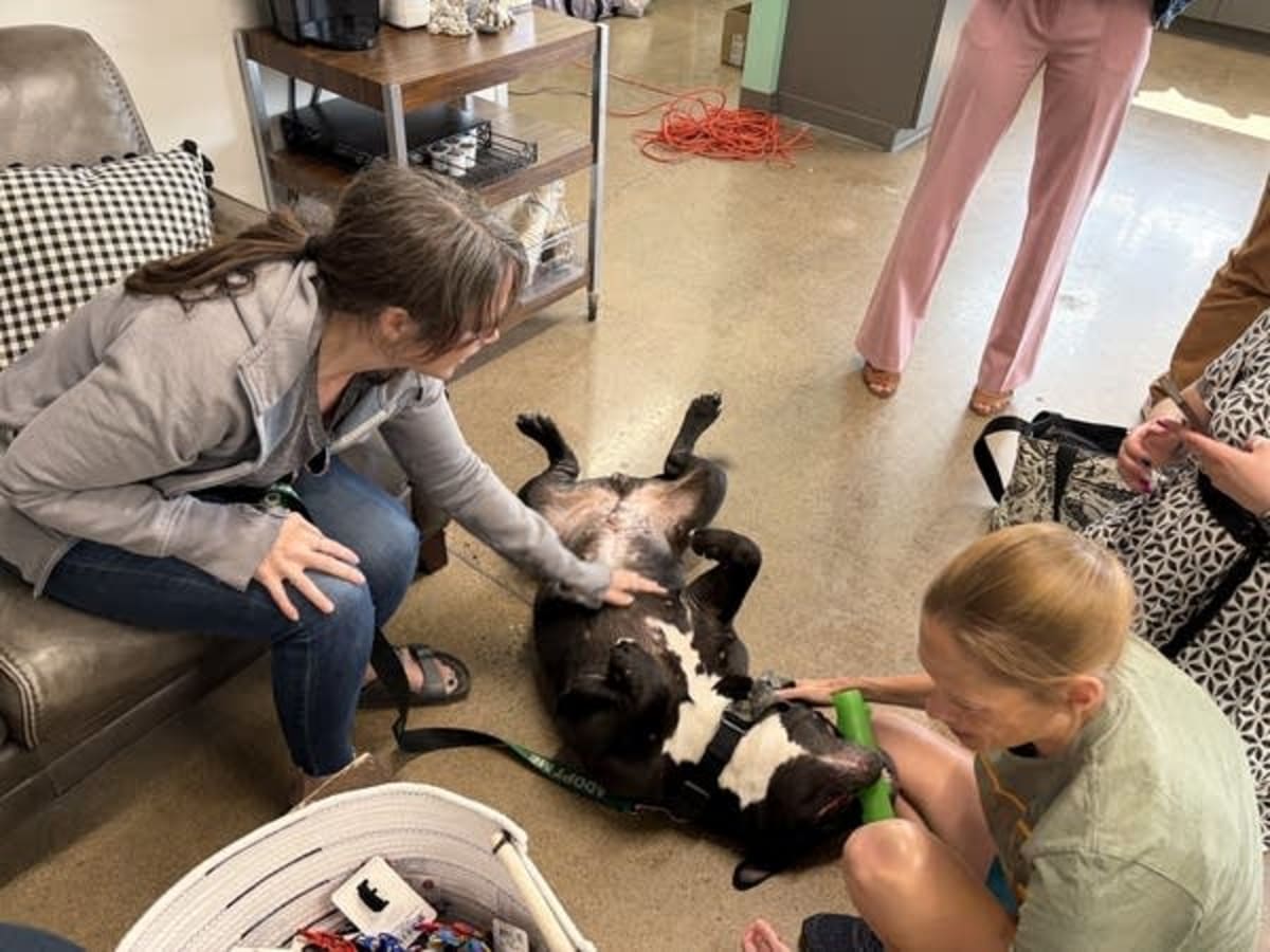 Minnesota Offers Free Pet Foster Care During Addiction Treatment - Image 3