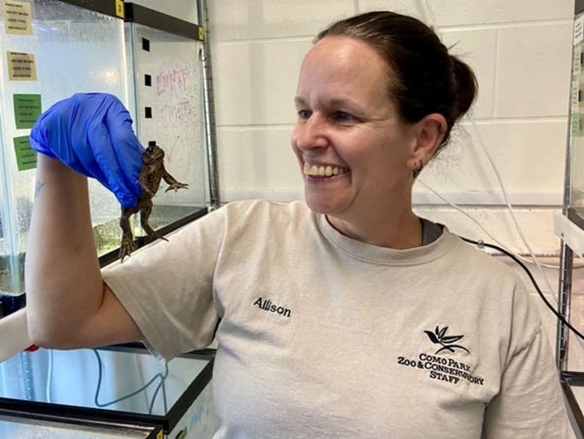 7 Zoos Team Up to Save Wyoming's Rarest Toad - Image 2