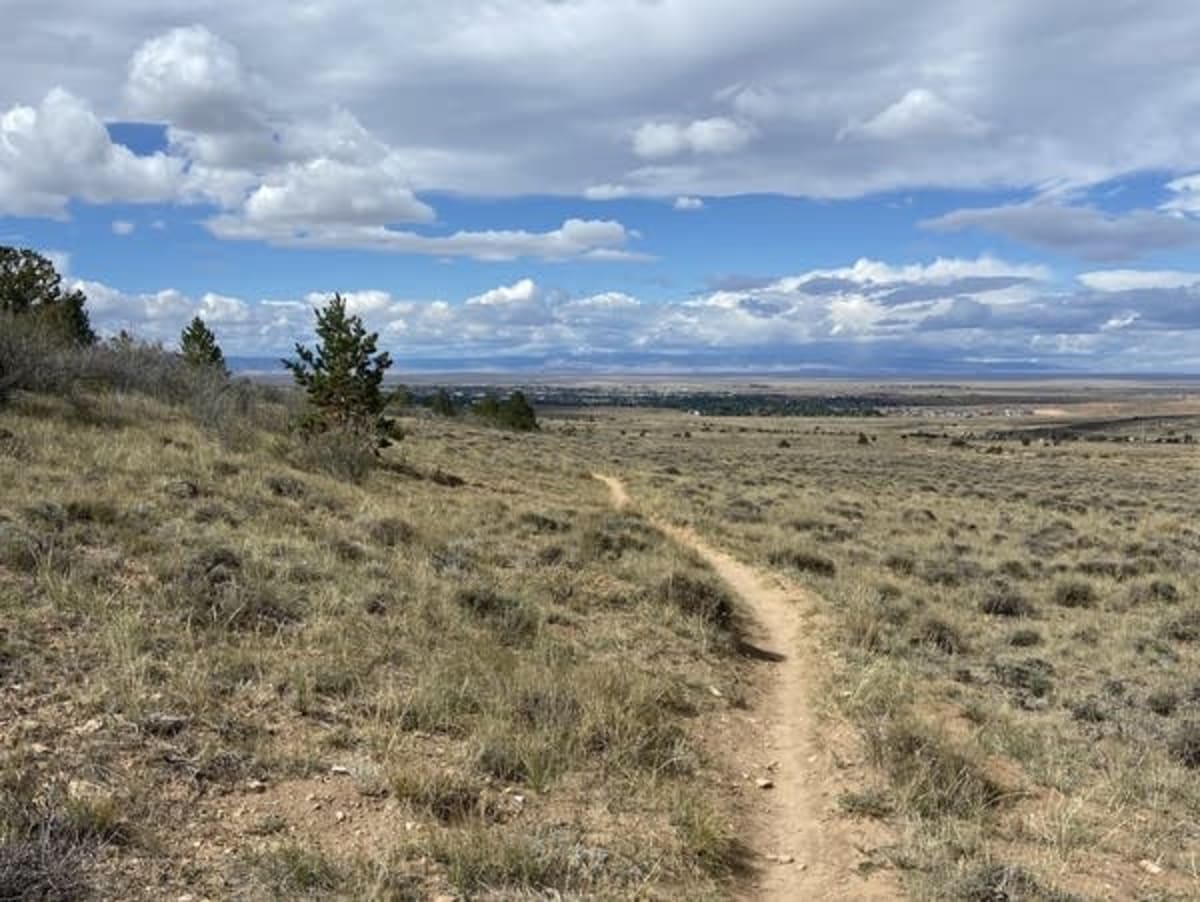 7 Zoos Team Up to Save Wyoming's Rarest Toad - Image 3