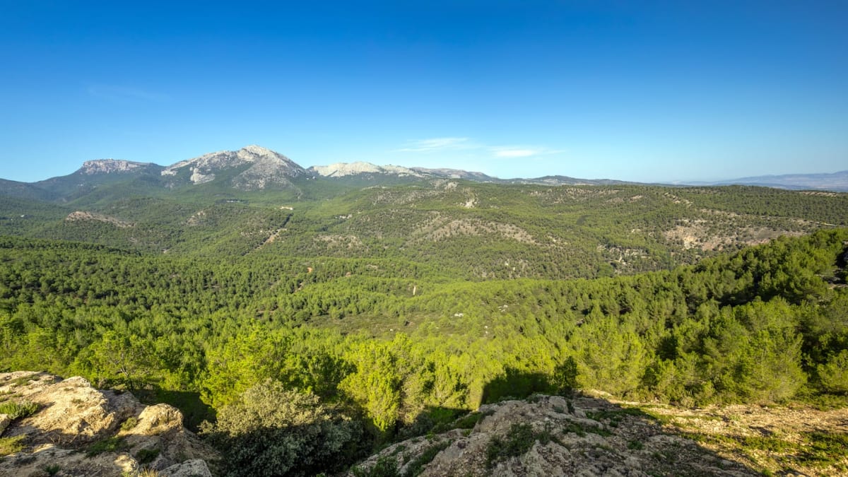 Engineer Shot Seeds From Guns to Reforest 12,000 Acres
