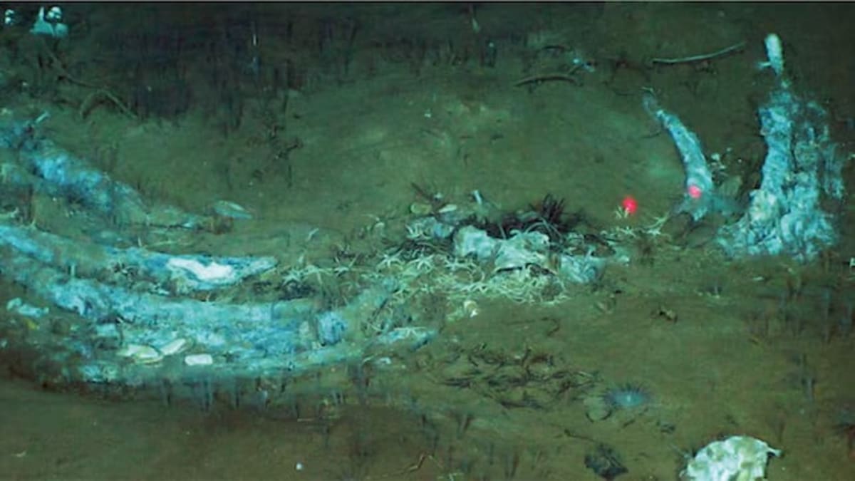 10 Million Whale Skeletons Found 23,000 Feet Deep - Image 2