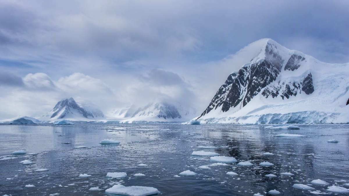 Blackfin icefish guarding circular nest of eggs on Antarctic seafloor beneath ice shelf