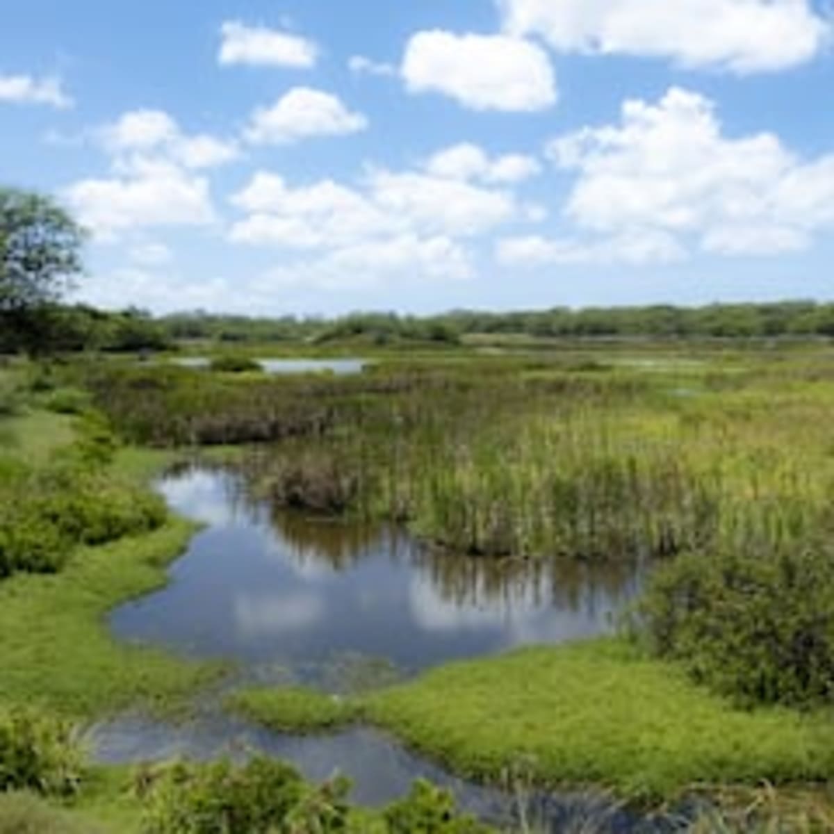 Engineer Shot Seeds From Guns to Reforest 12,000 Acres - Image 5