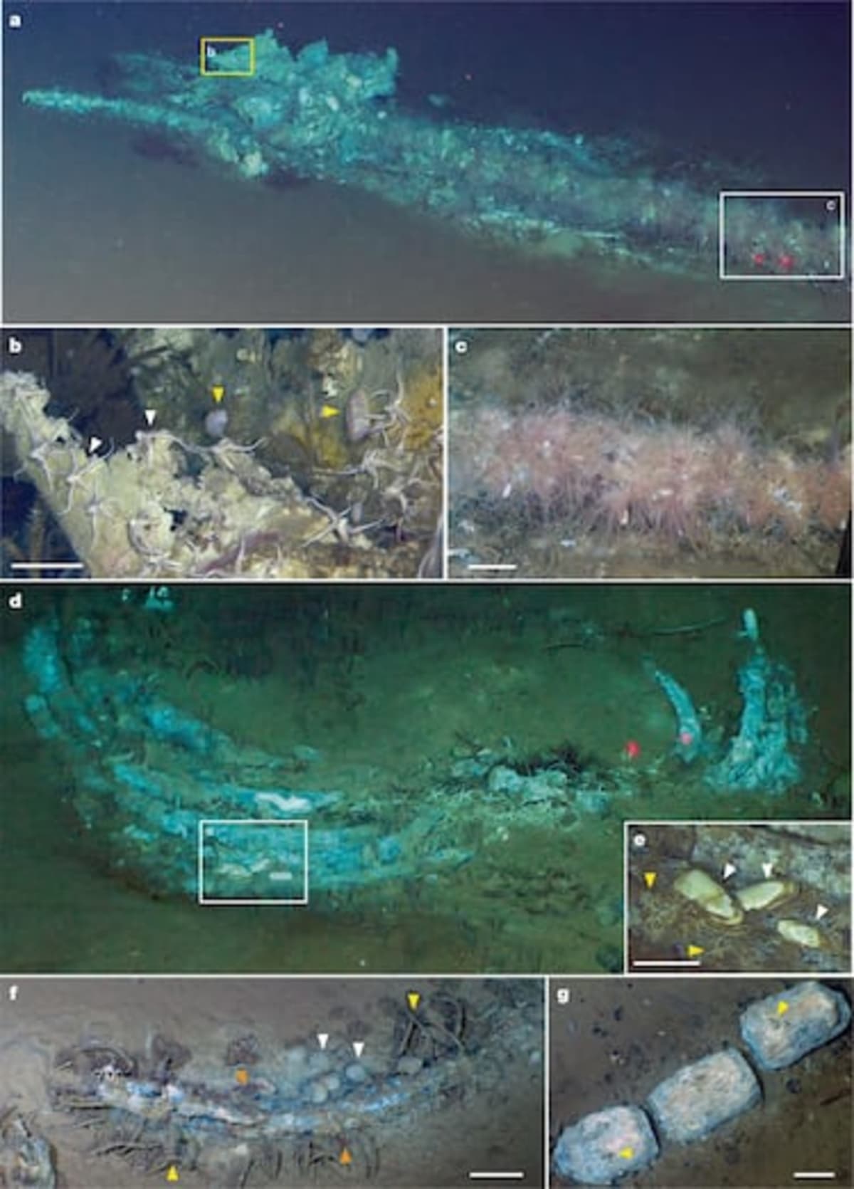 10 Million Whale Skeletons Found 23,000 Feet Deep - Image 3