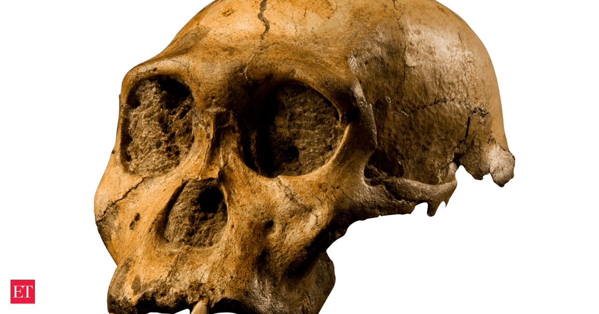 9-Year-Old Chasing Dog Discovers 2-Million-Year-Old Ancestor