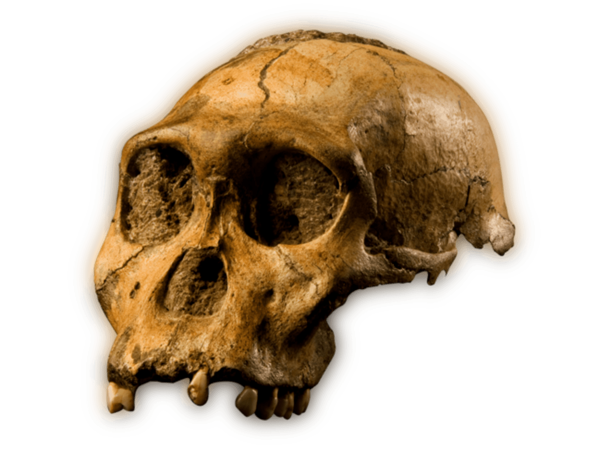 9-Year-Old Chasing Dog Discovers 2-Million-Year-Old Ancestor - Image 2