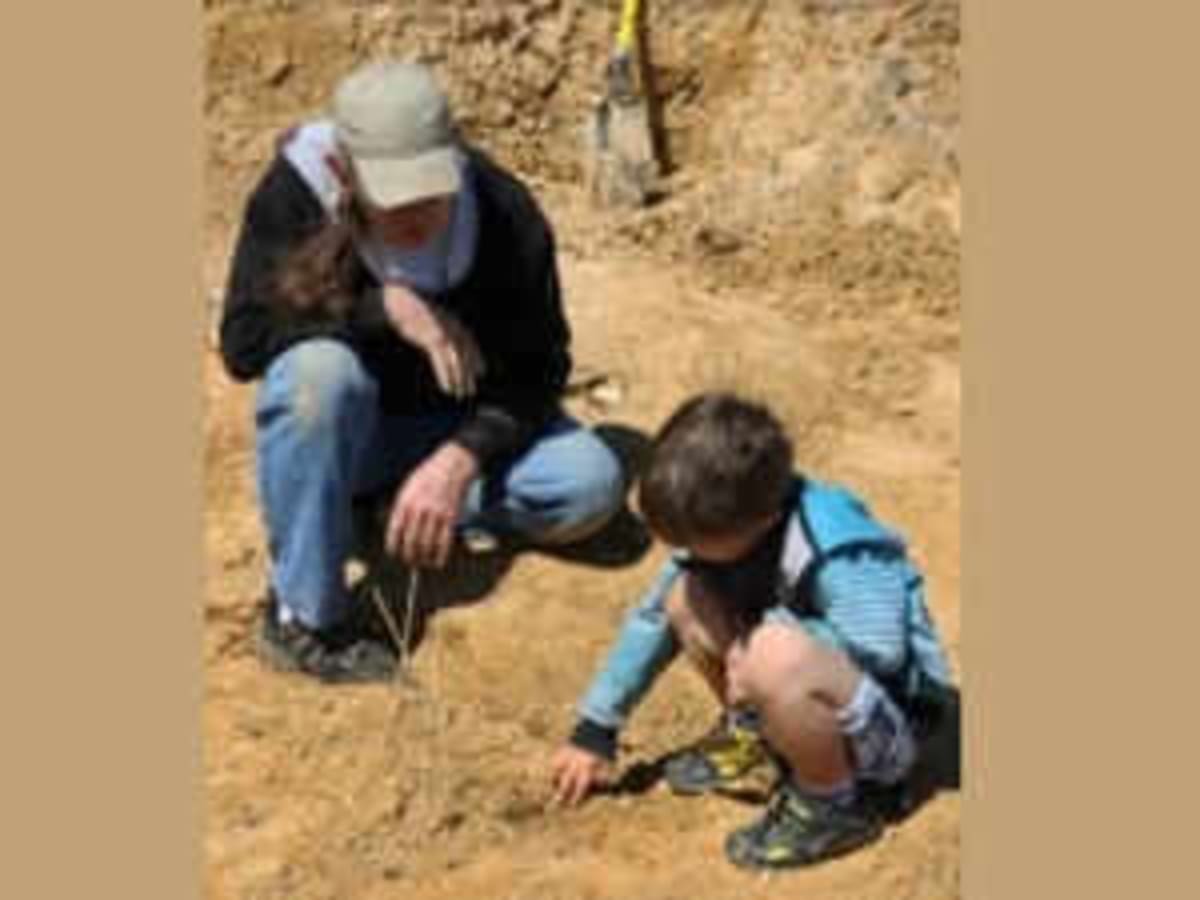 5-Year-Old's Texas Discovery Reveals Rare Armored Dinosaur - Image 4