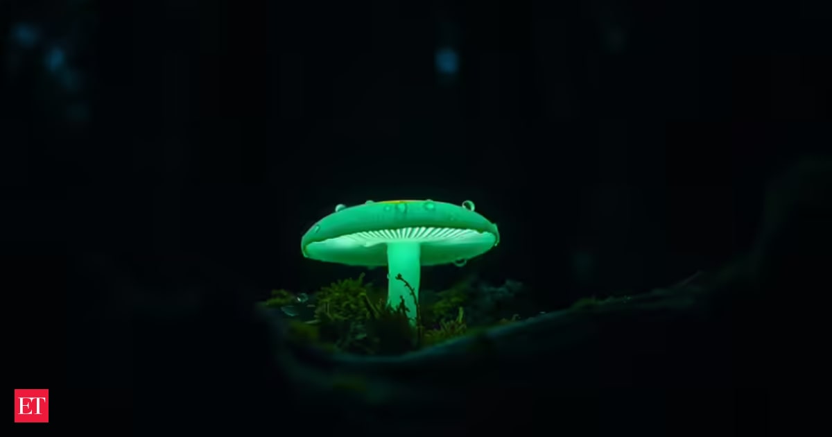 Glowing Mushrooms Found in Mexico's Cloud Forests