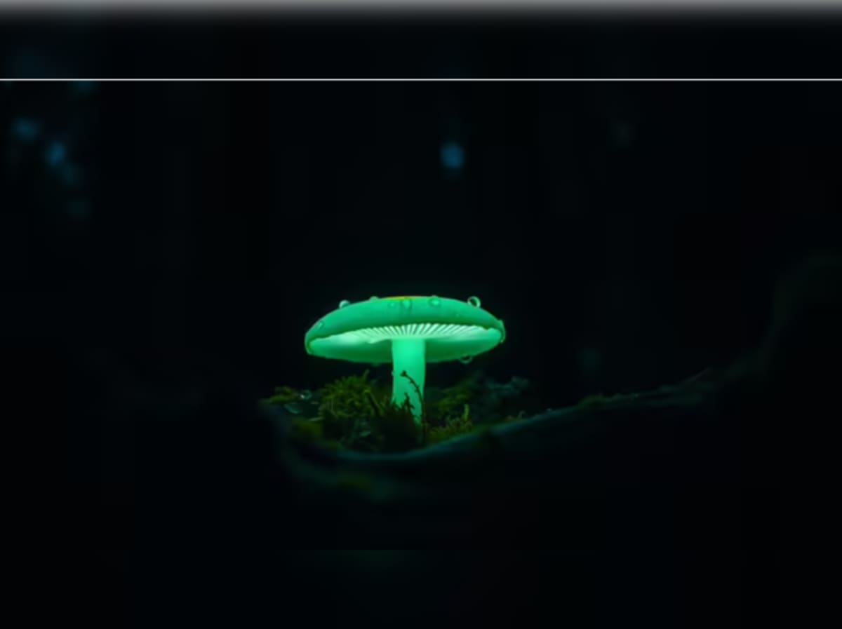 Glowing Mushrooms Found in Mexico's Cloud Forests - Image 4