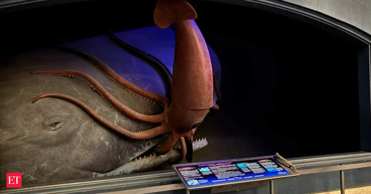 Patient Camera Finally Captures Giant Squid After 7 Years