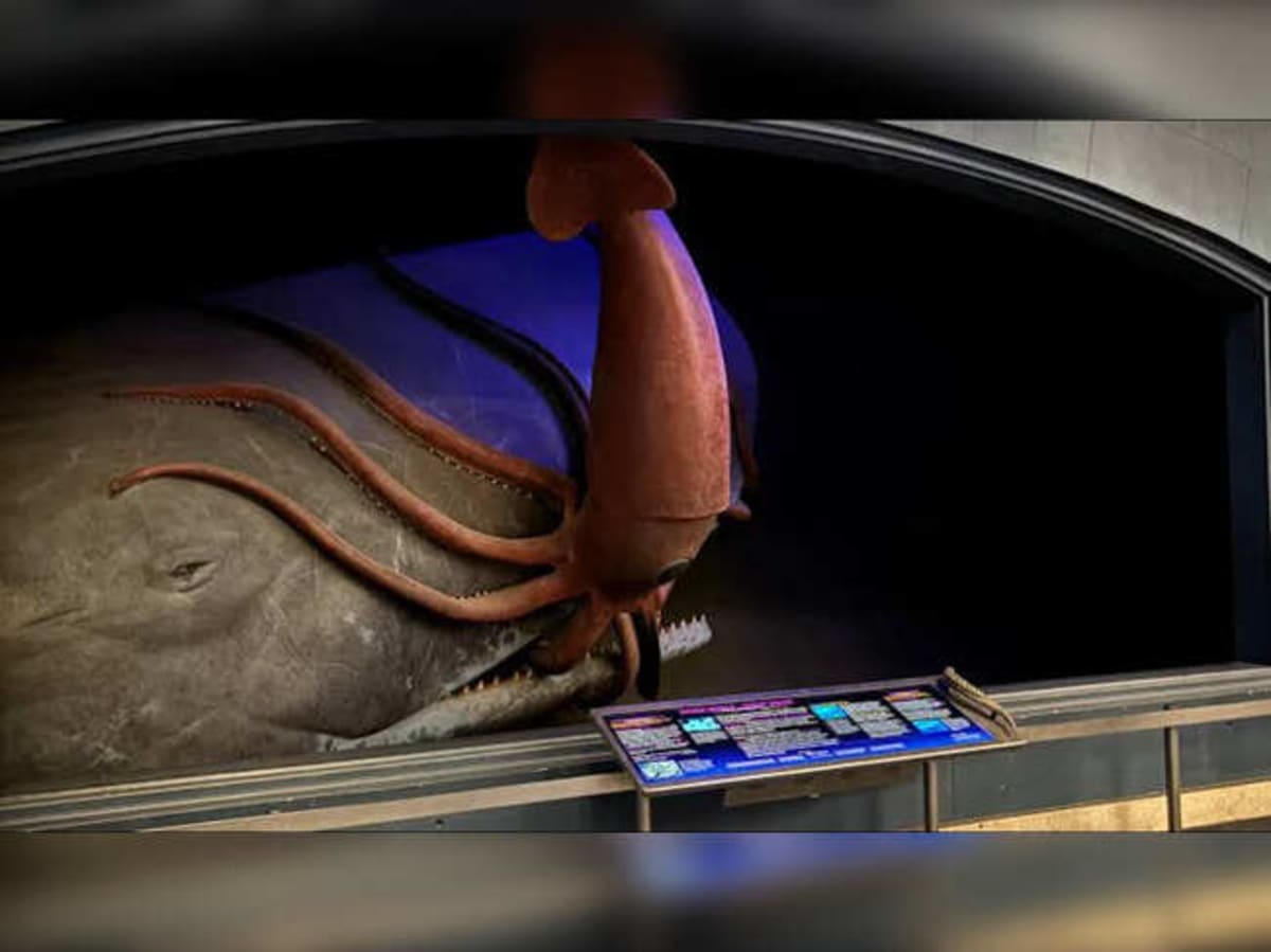 Patient Camera Finally Captures Giant Squid After 7 Years - Image 4