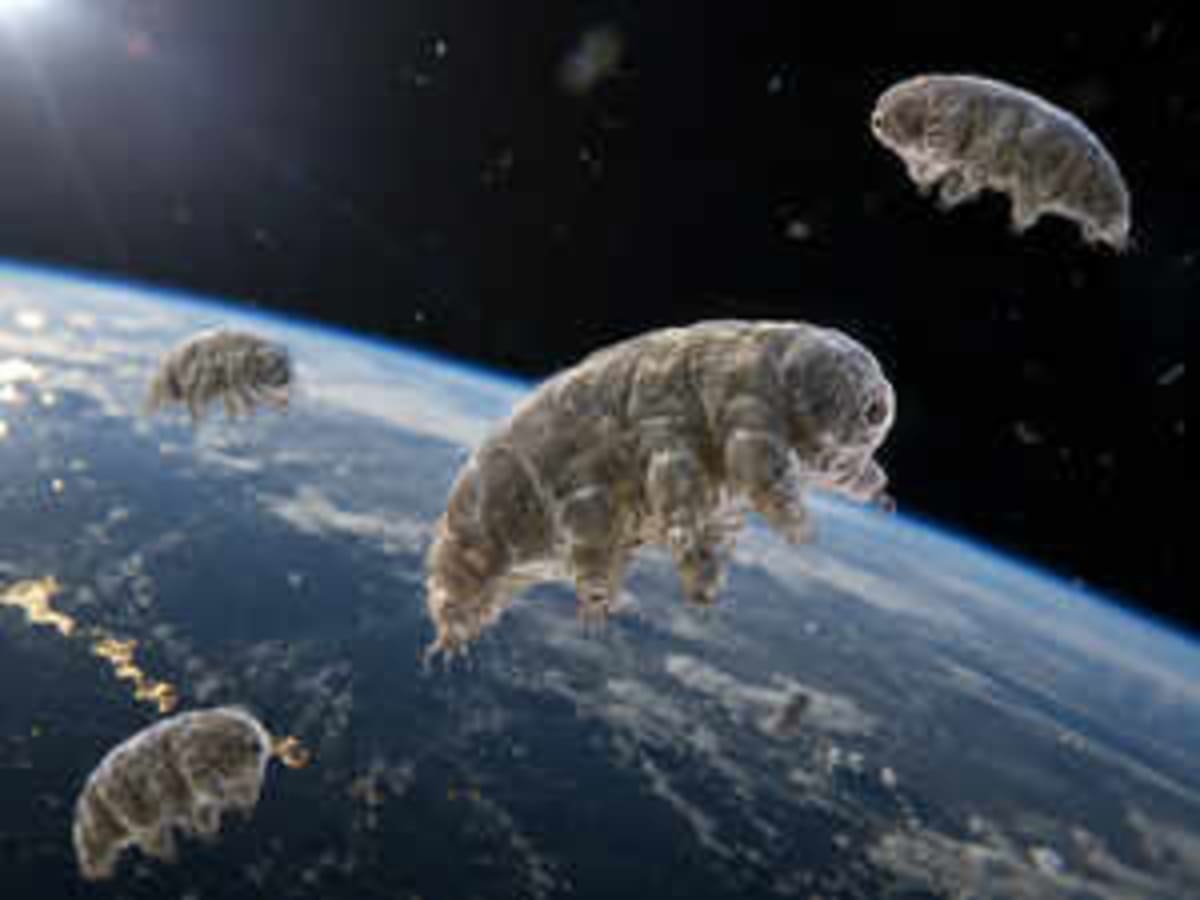 Tiny Tardigrades Survived Space, Now Fighting Cancer on Earth - Image 2