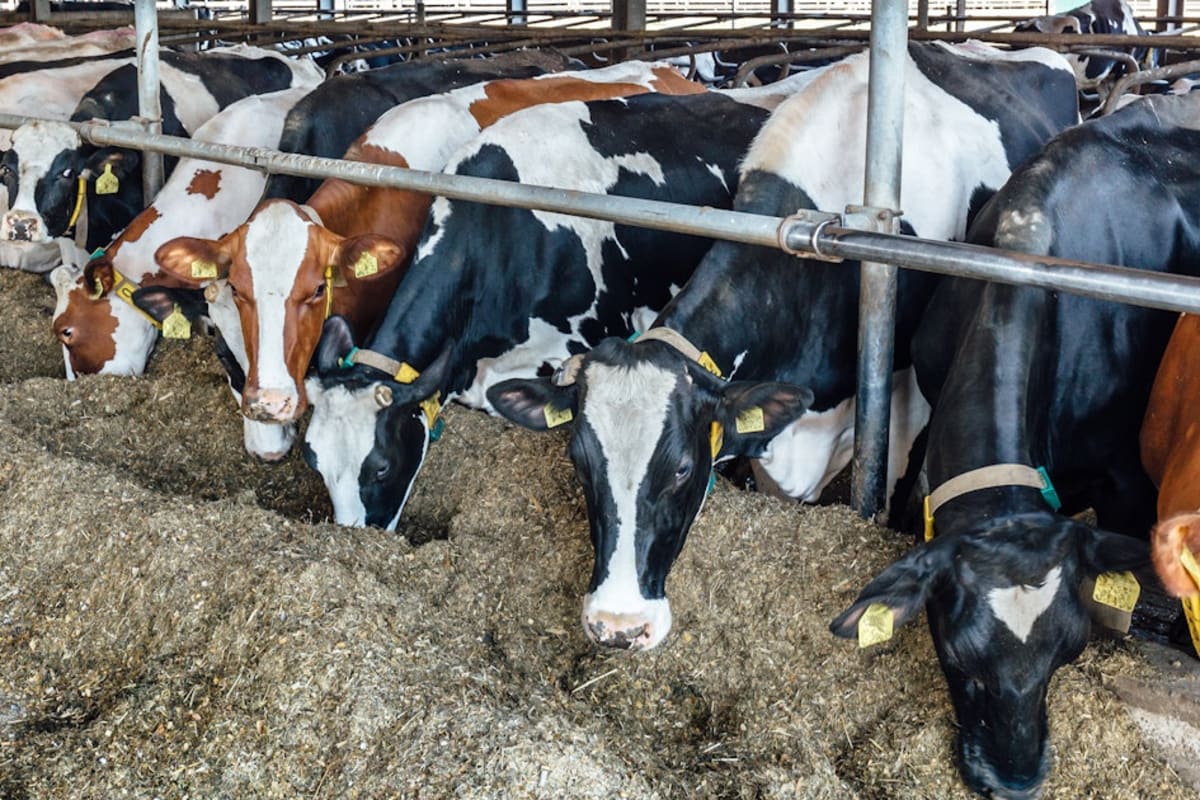 Cattle grazing peacefully in green pasture representing sustainable low-emission livestock farming practices