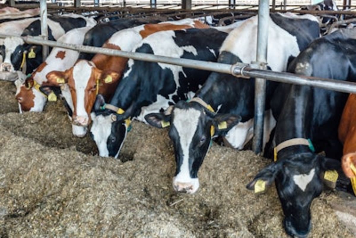 New Cattle Feed Cuts Methane Emissions by 86% - Image 2