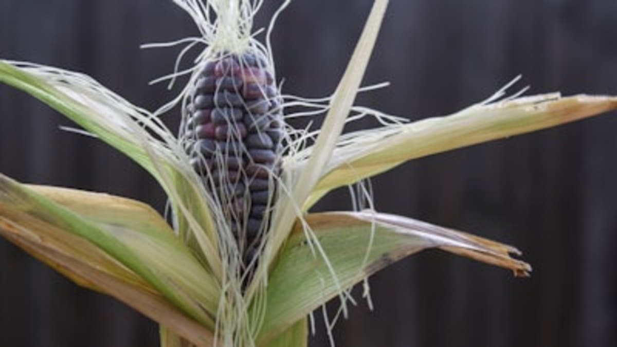 Purple Corn May Replace Artificial Dyes in Your Food - Image 2