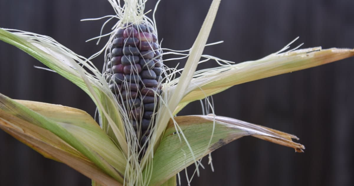 Vibrant purple corn kernels showing deep natural color from anthocyanin pigments used in food dyes