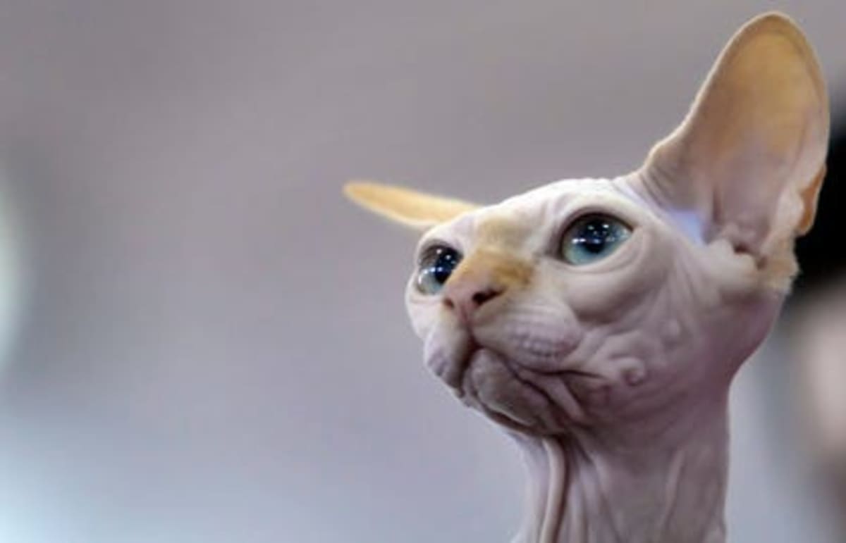 Israeli Scientists Find Iron and Bromine in Cat Eye Disease - Image 5