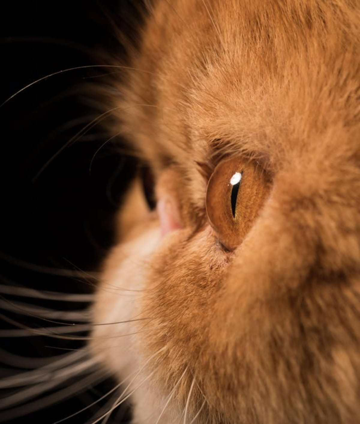Israeli Scientists Find Iron and Bromine in Cat Eye Disease - Image 3