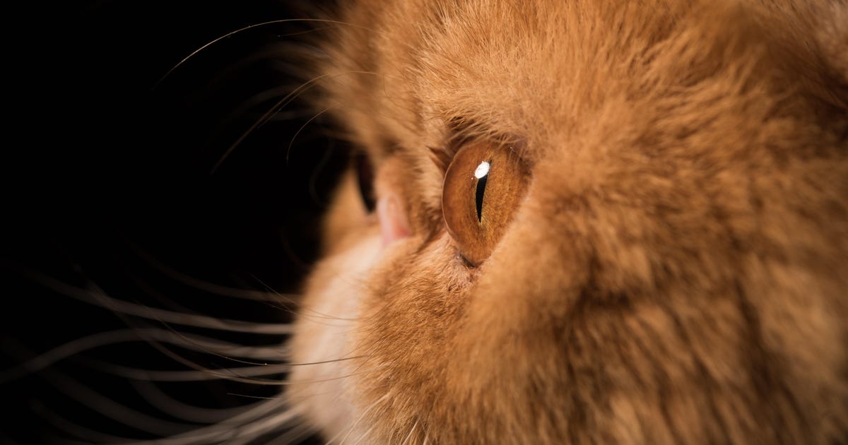 Israeli Scientists Find Iron and Bromine in Cat Eye Disease