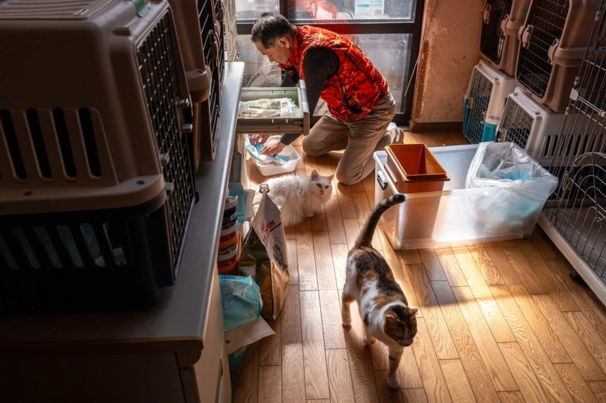 Fukushima Worker Saves 1,000+ Pets Left Behind in Disaster - Image 3