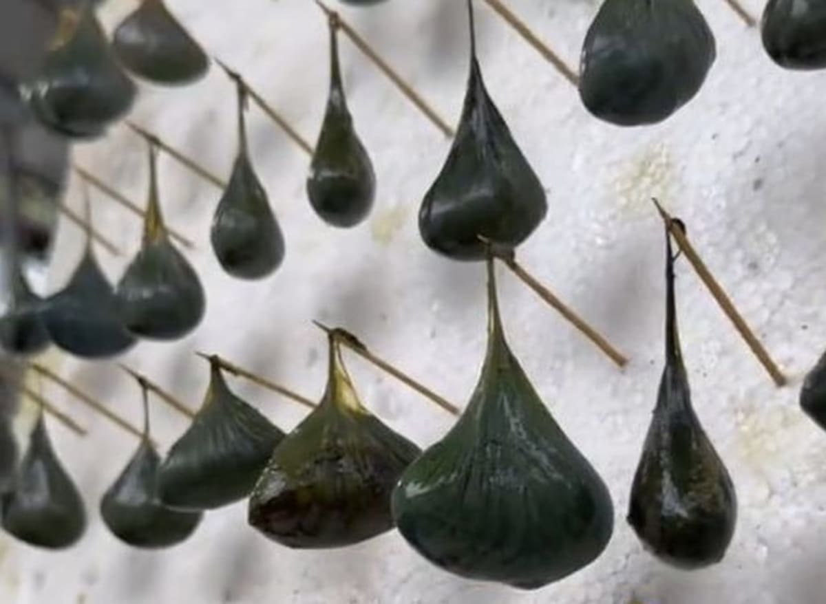 Woman Raises 60,000 Venomous Snakes, Earns $146K Annually - Image 3