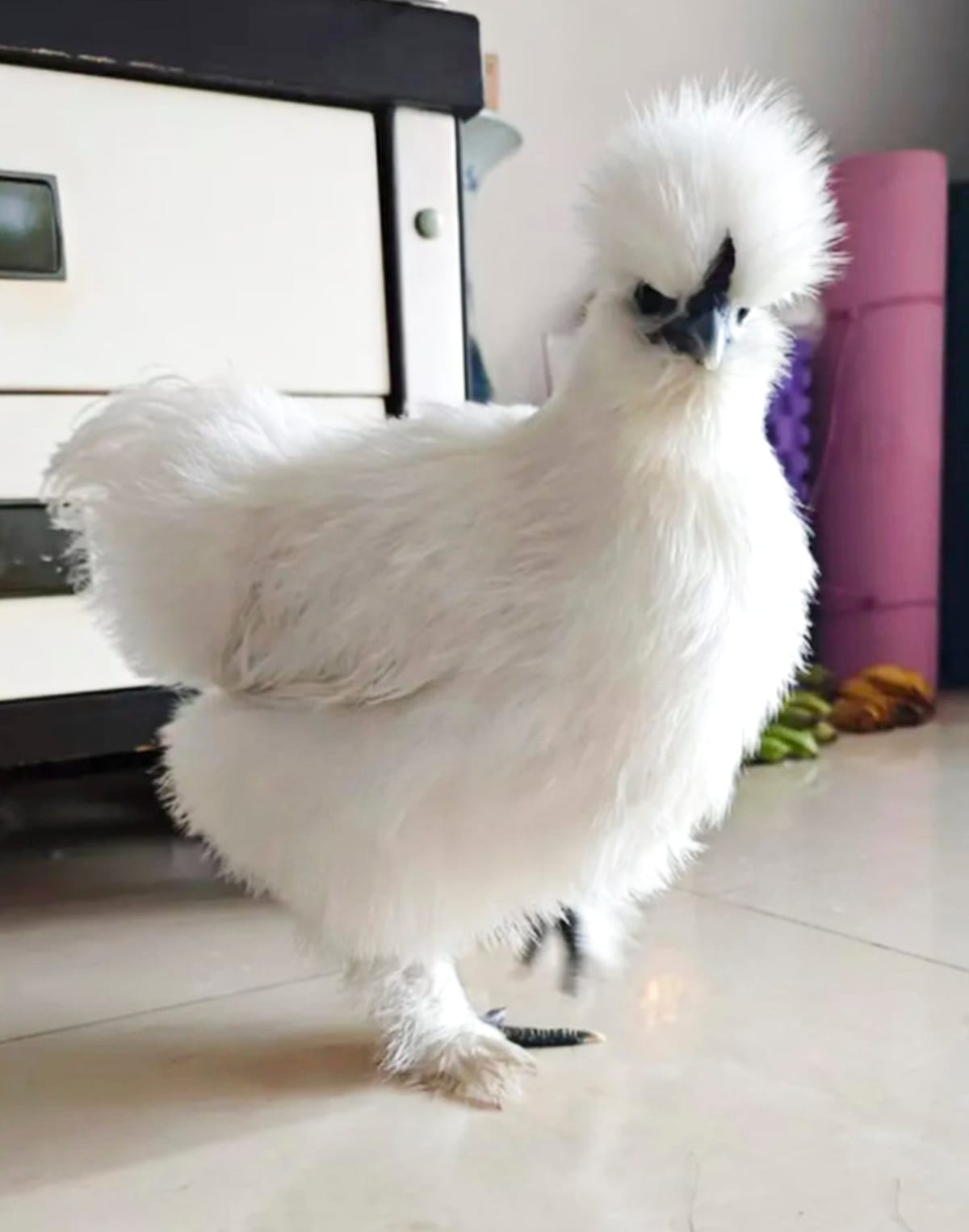 China's Cities Fall in Love with Pet Chickens - Image 3