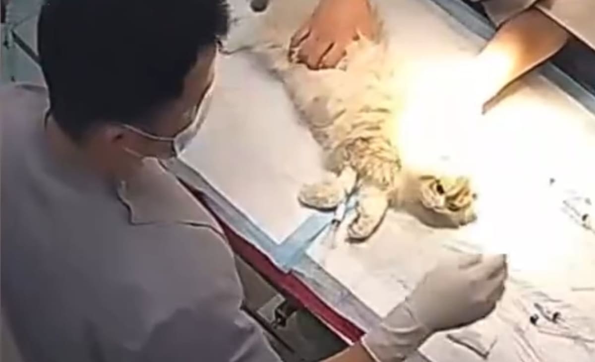 Cat's Death Leads to Free Care for 1,100 Stray Felines - Image 3