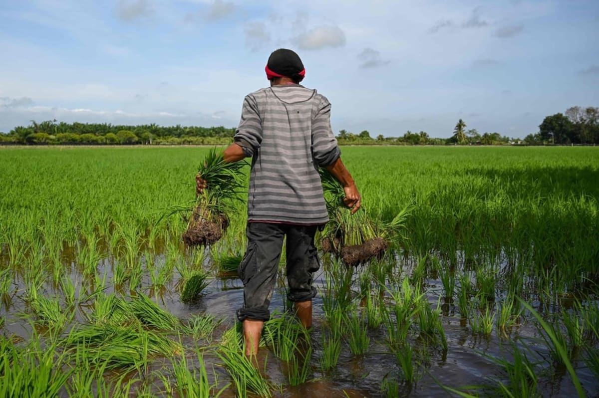 Malaysia Uses Cloud Seeding to Save Rice Harvest - Image 3