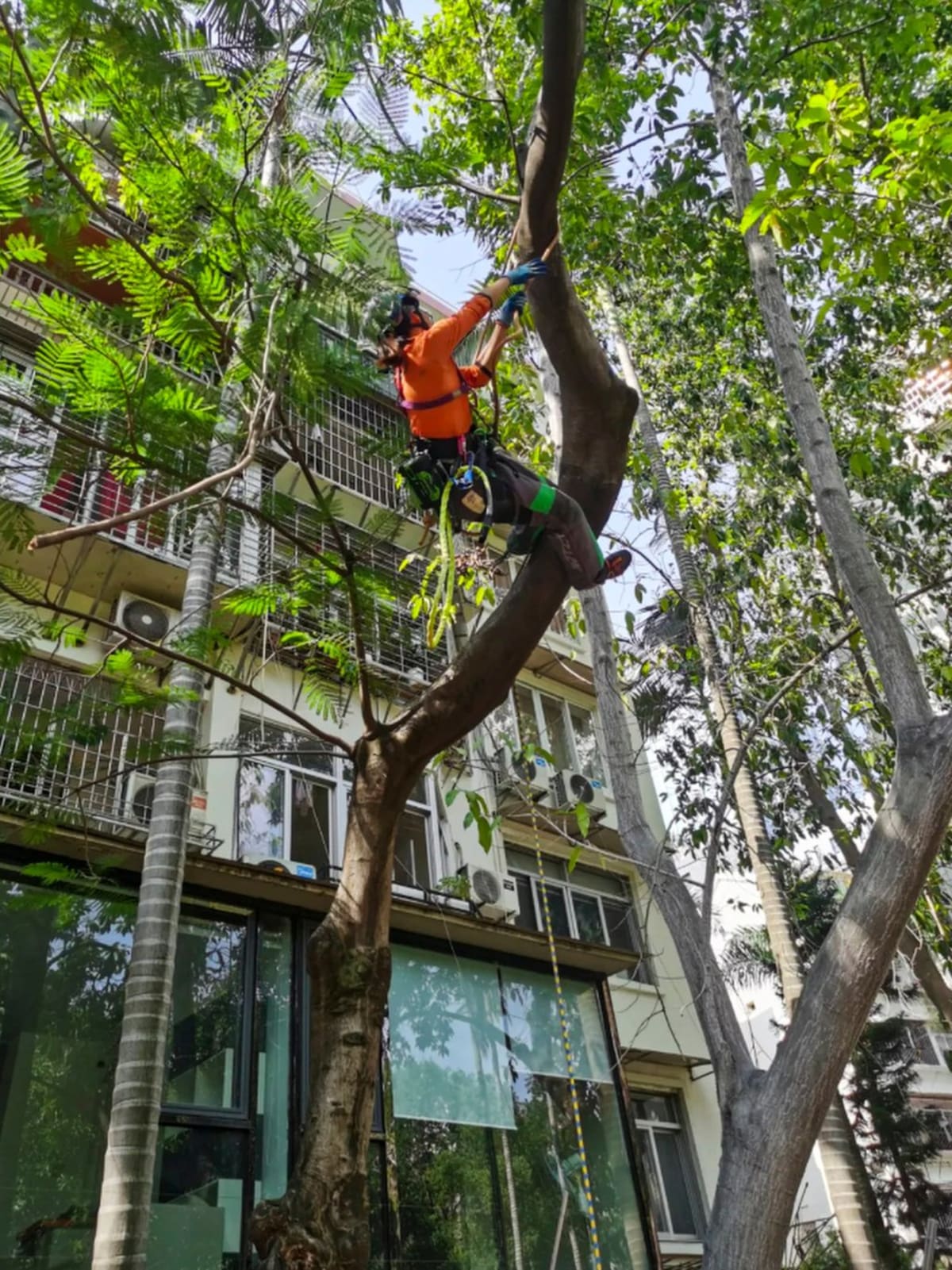 China's First Female Tree Climber Conquered Fear of Heights - Image 3
