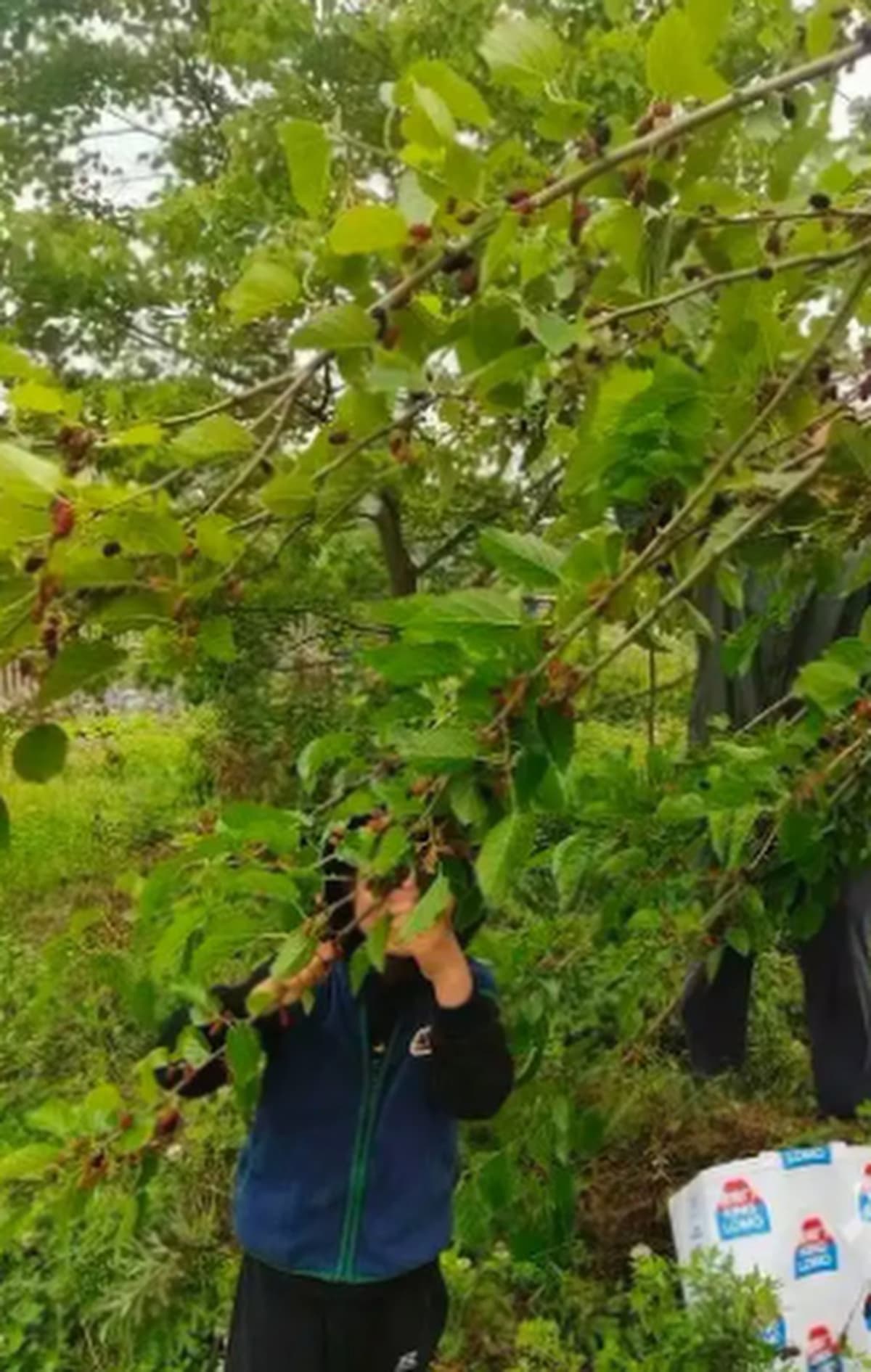 6-Year-Old Dreams of Silk Quilt, Family Hatches 12,000 Silkworms - Image 3