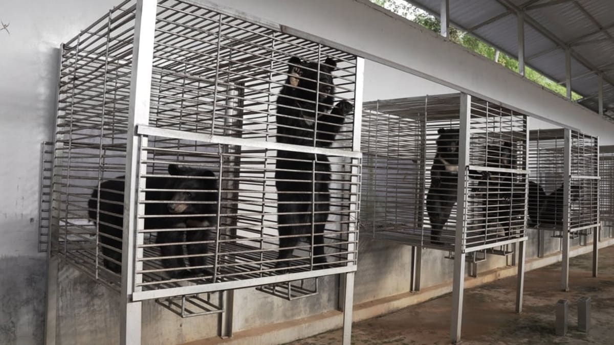 27 Moon Bears Freed From Laos Bile Farm in Historic Raid - Image 3