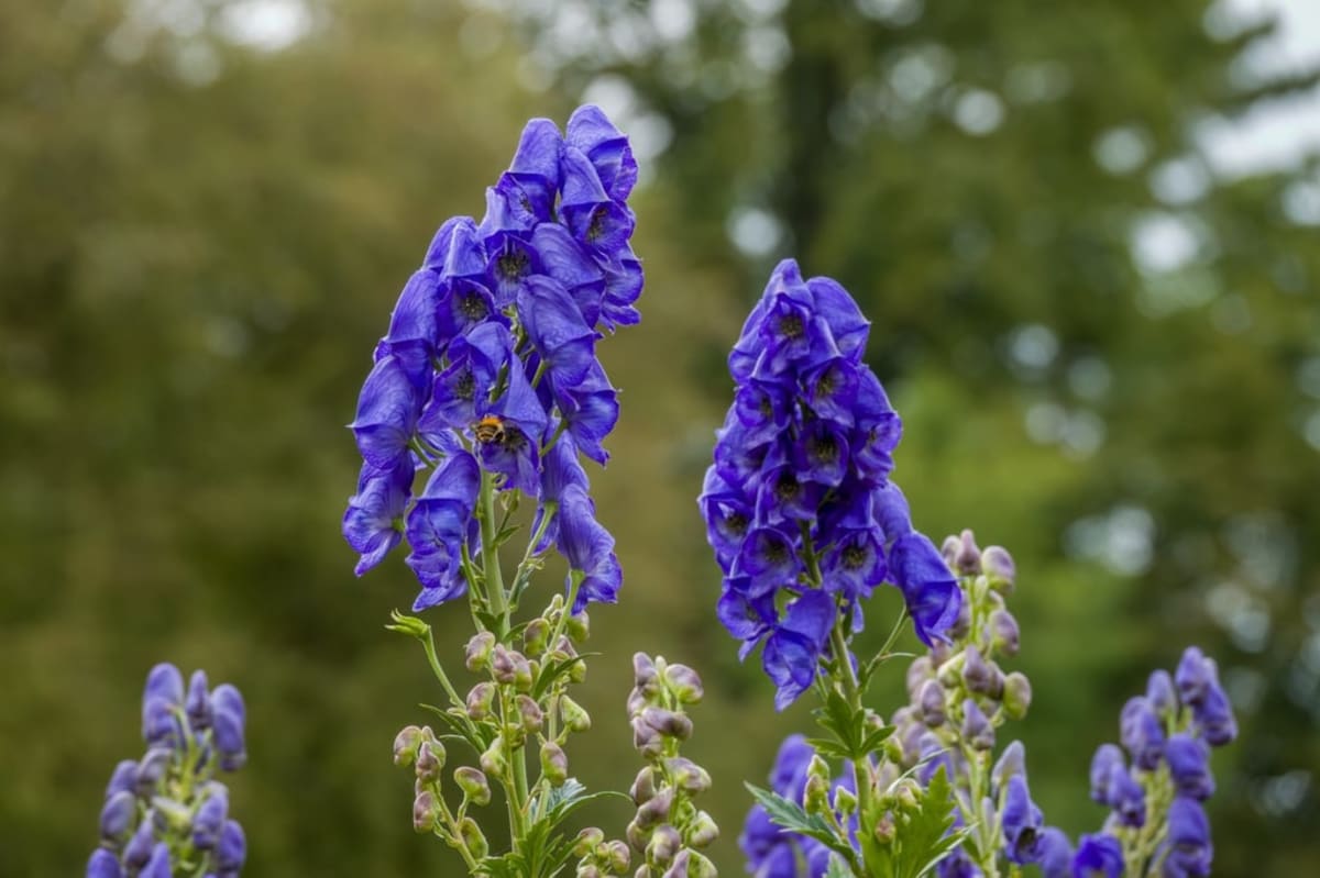 Ancient Chinese Surgeons Used Wolfsbane as Anesthesia - Image 3
