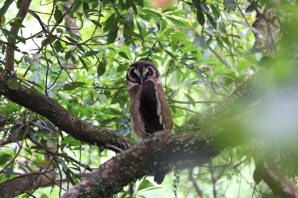 Rare Owl Chicks Fledge in Hong Kong Conservation Win - Image 5
