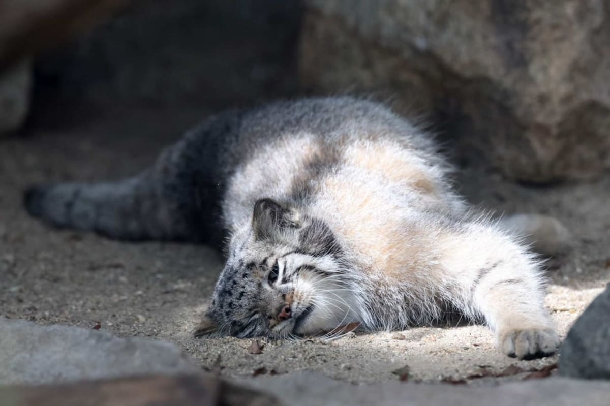 Japan Zoo Debuts 5 Rare Pallas's Cat Kittens - Image 3