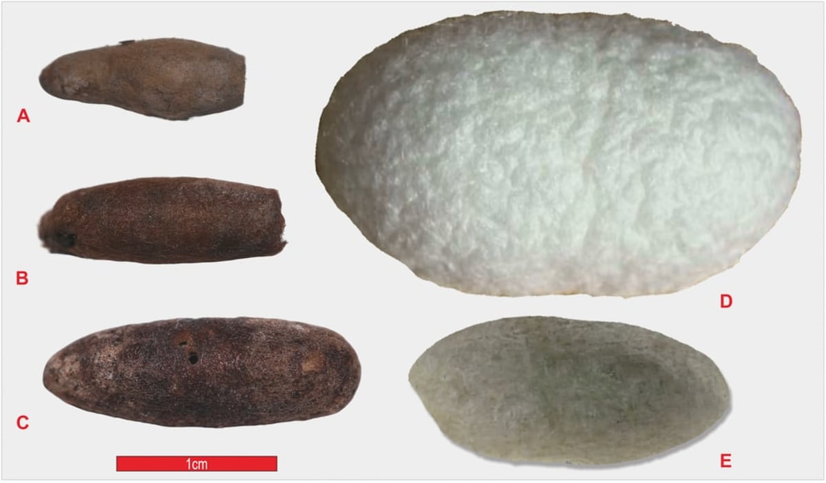 4,000-Year-Old Silk Cocoons Rewrite Ancient Trade History - Image 3