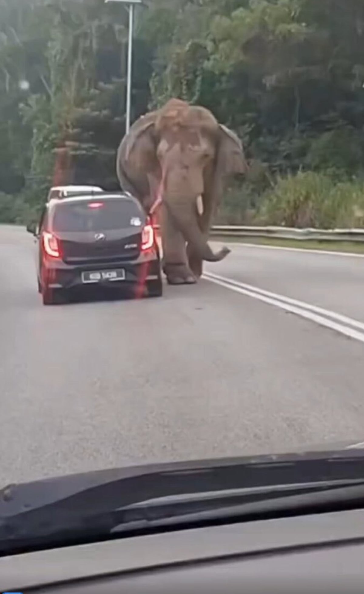 Injured Elephant Sulong Walks 100km Home, Sparks Change - Image 3