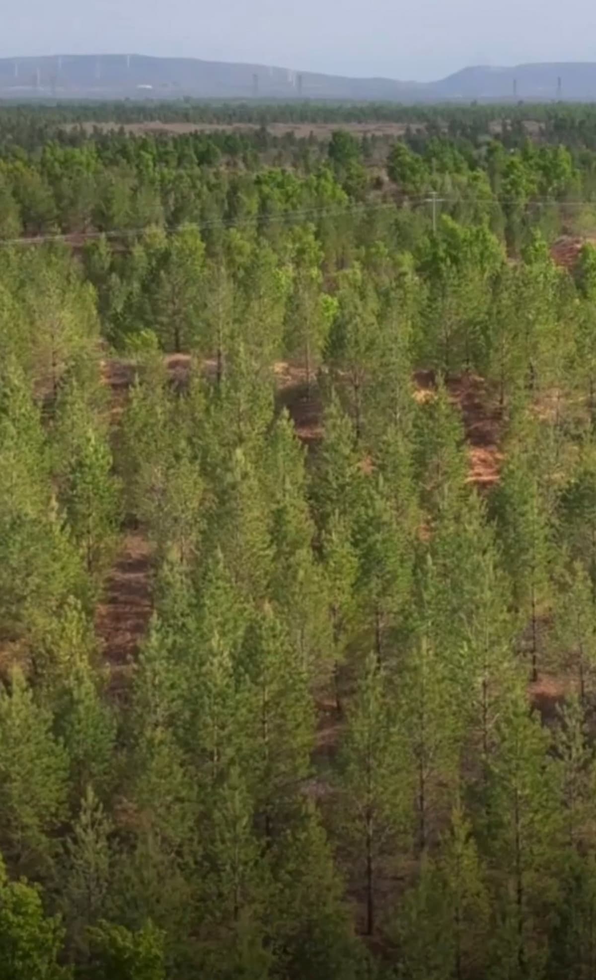 Teacher's $5K Donation Becomes Forest After 26 Years - Image 3