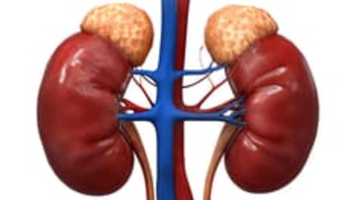 New Wave of Kidney Disease Treatments Shows Real Promise - Image 2