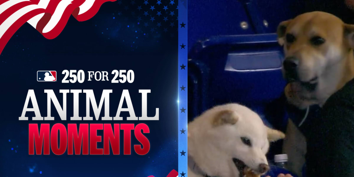 ** Jonah the cunucu dog enjoying his special day at Miami Marlins ballpark with treats