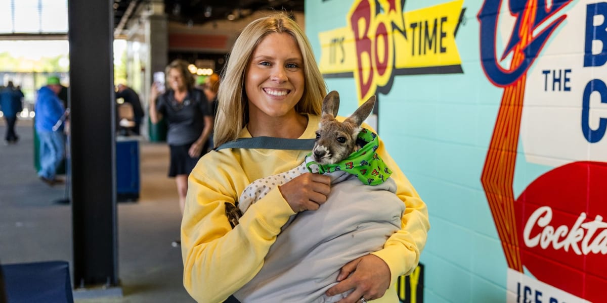 Baby kangaroo wrapped in blankets wearing baseball team bandanna at stadium