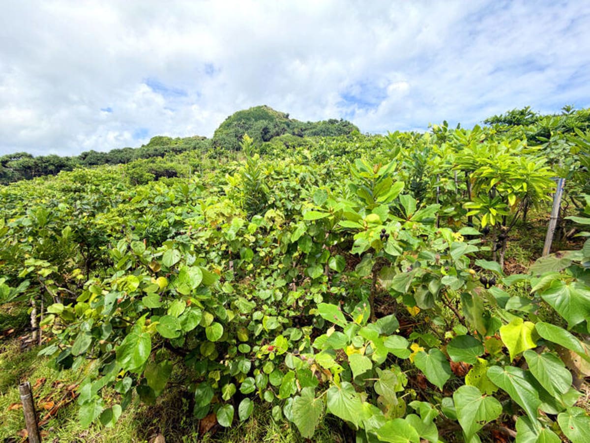 ** Dense coastal forest with native trees growing in multilayered structure in Pingtung County Taiwan