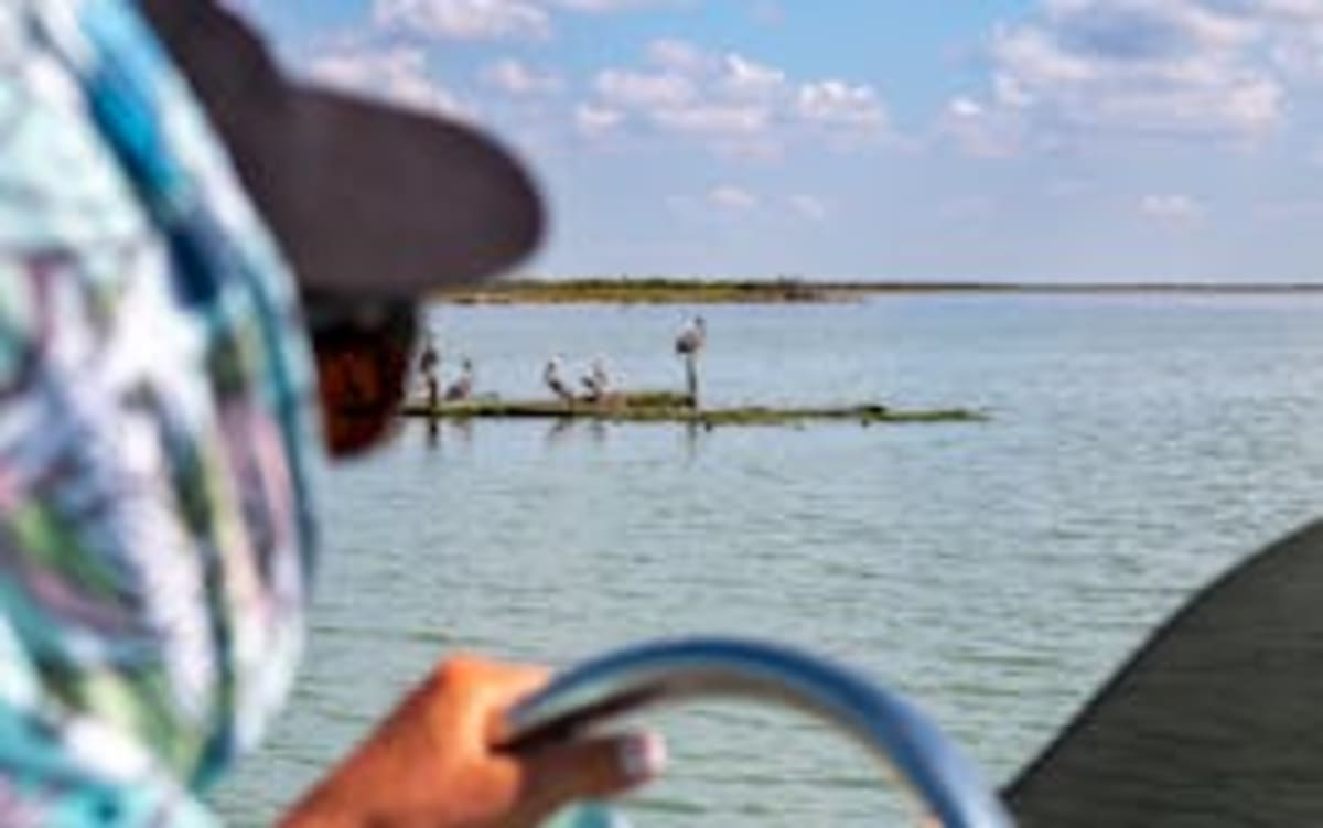 Mining Company Rescues 3,000 Endangered Cacti in Texas - Image 4