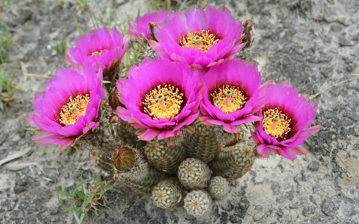 Volunteers collecting small endangered black-lace cacti in orange buckets at Texas mining site