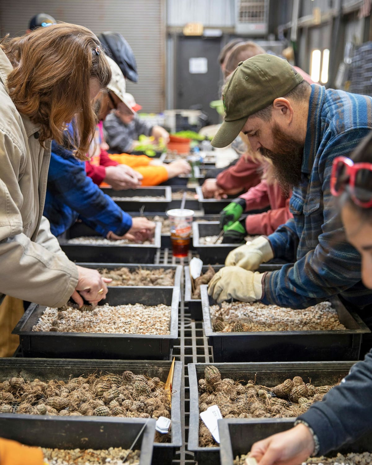 Mining Company Rescues 3,000 Endangered Cacti in Texas - Image 2
