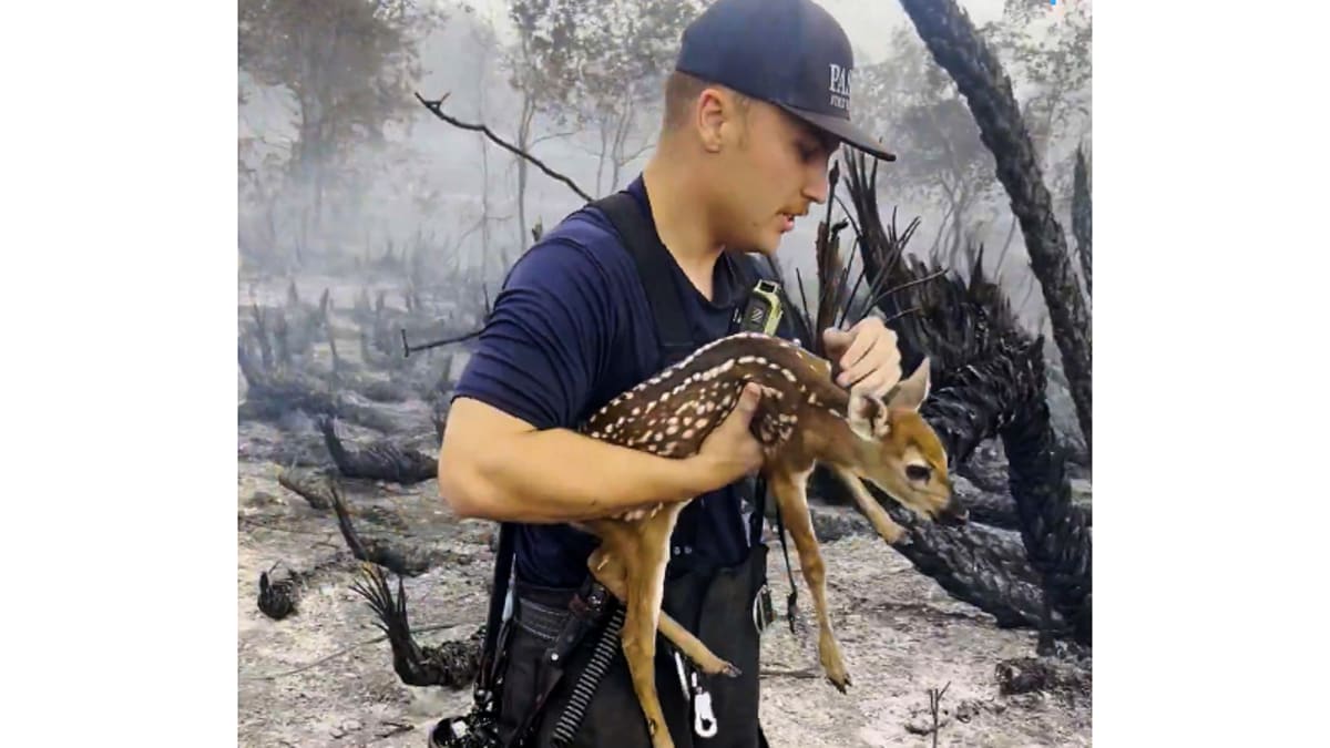 Firefighter in protective gear gently holding a rescued baby deer during Florida wildfire