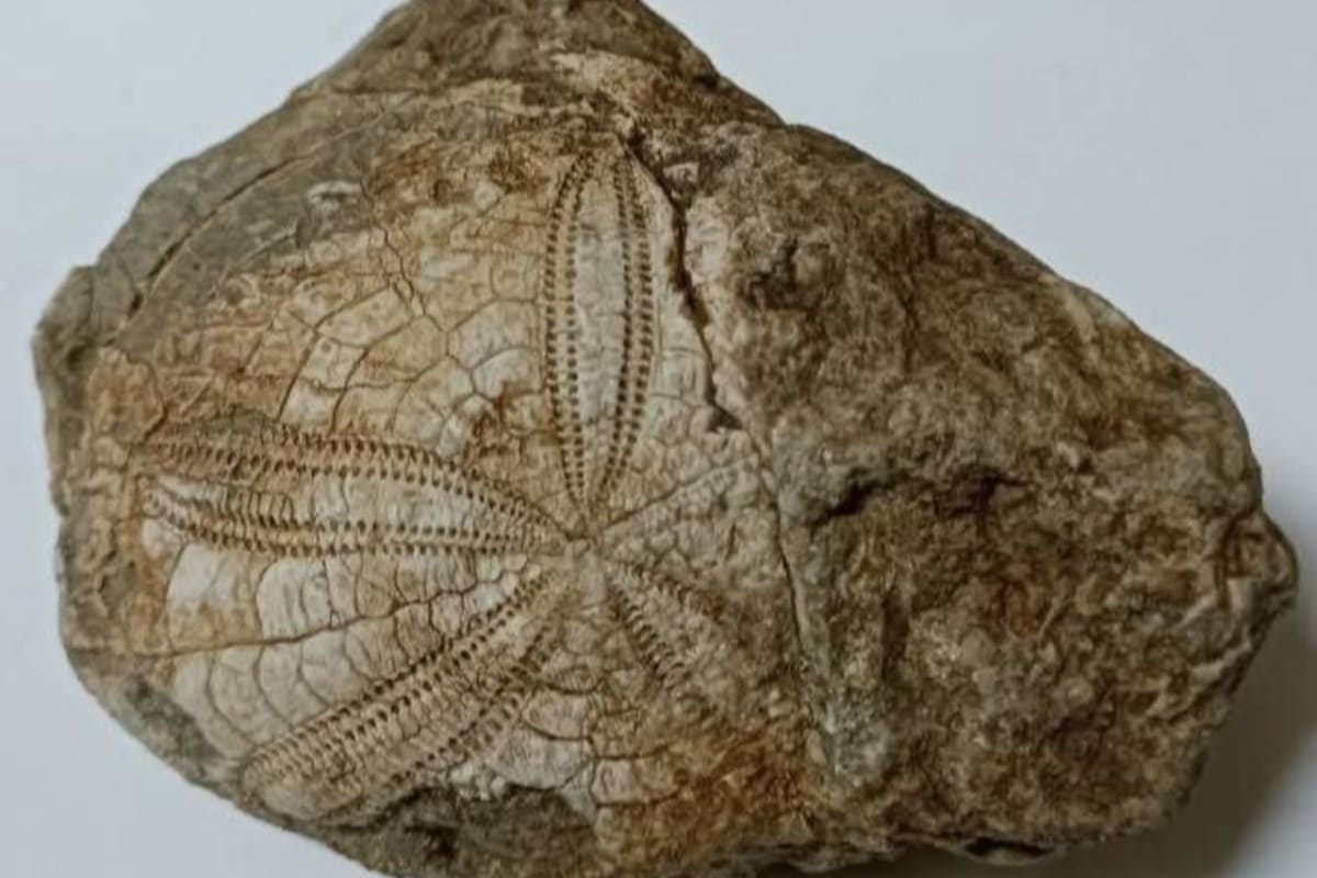 ** Ancient fossilized starfish specimen discovered in mountainous Denizli region of Turkey