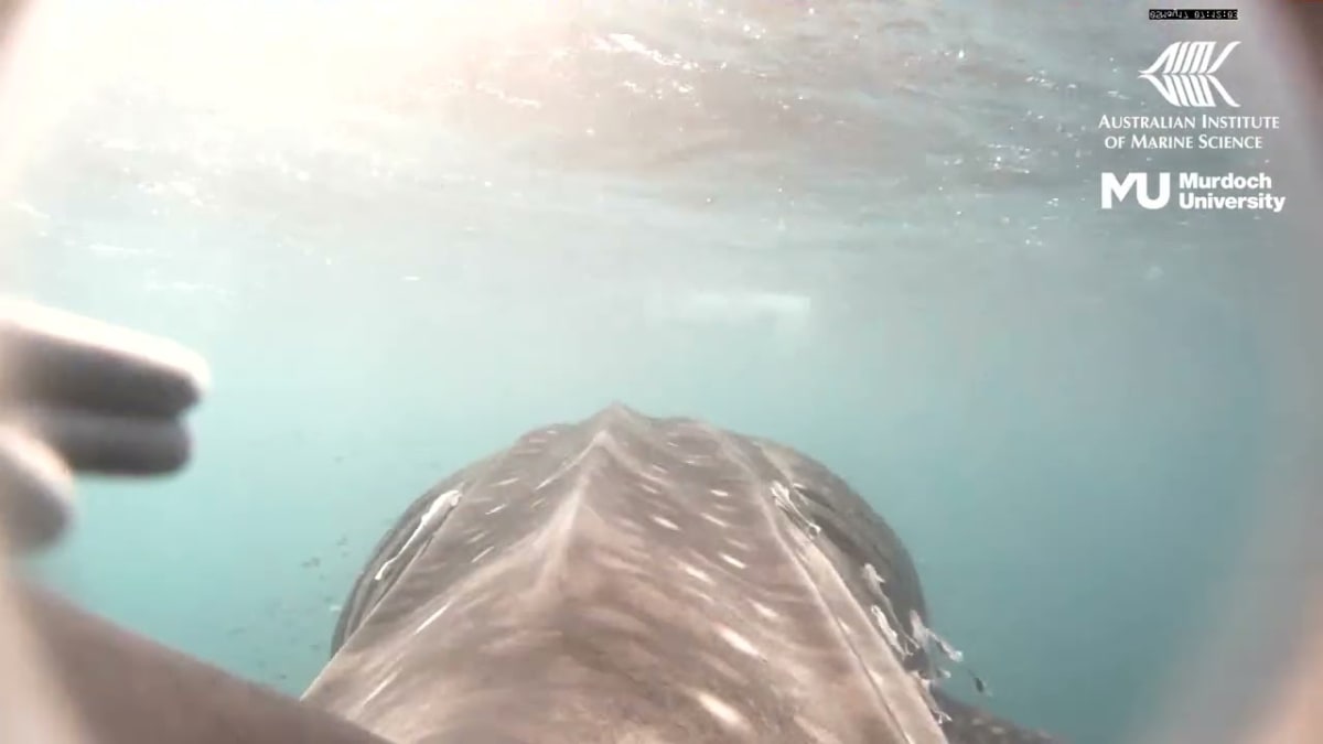 Cameras on Whale Sharks Reveal 6 New Feeding Behaviors - Image 3