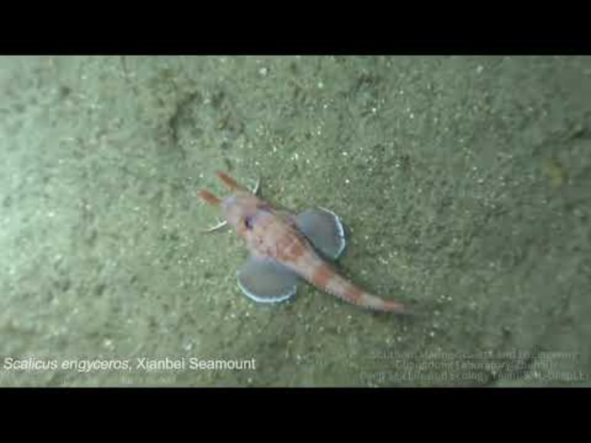 Scientists Film Fish Moonwalking Backward on Ocean Floor - Image 2