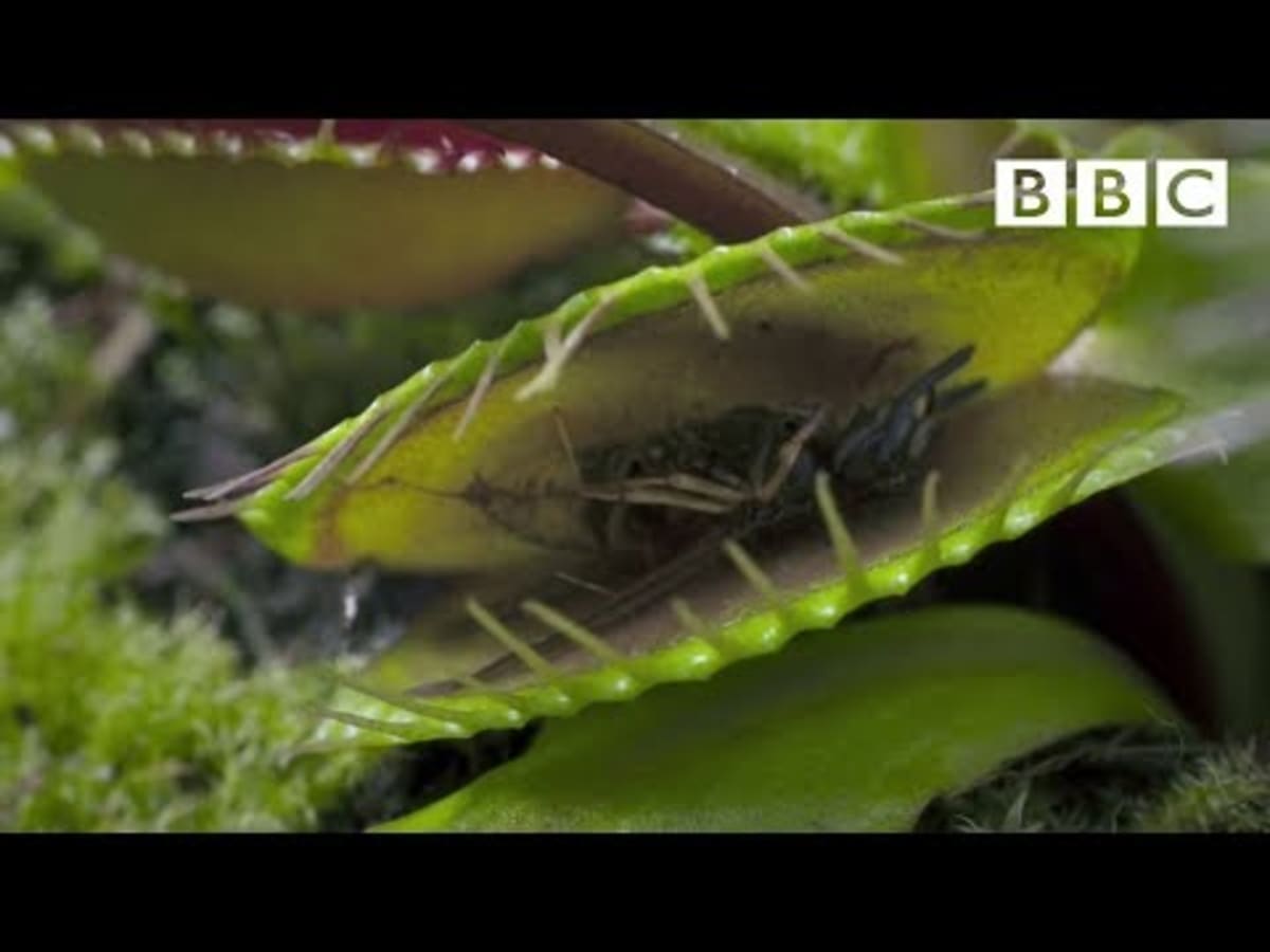 Scientists Crack Mystery of Speedy Venus Flytrap - Image 3