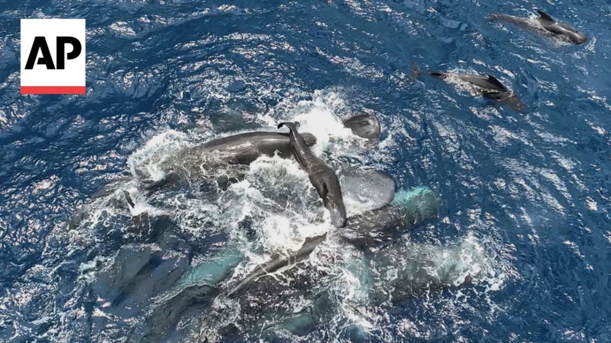 First Sperm Whale Birth Filmed: 10 Females Help New Mom - Image 3